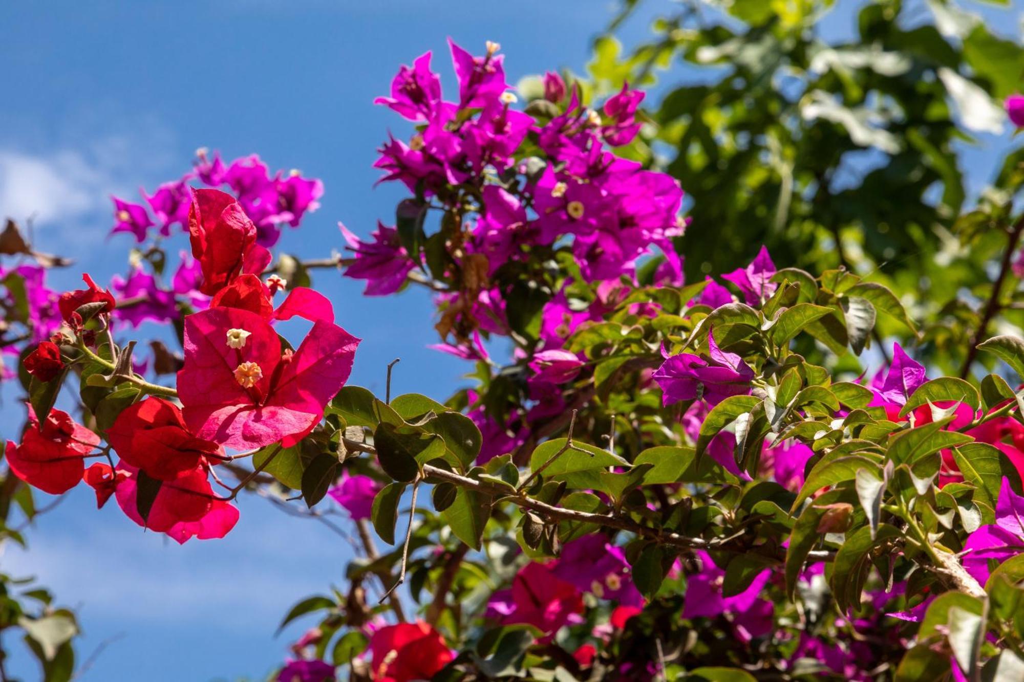Villa Ionian Garden - Olea Benitses (Corfu)