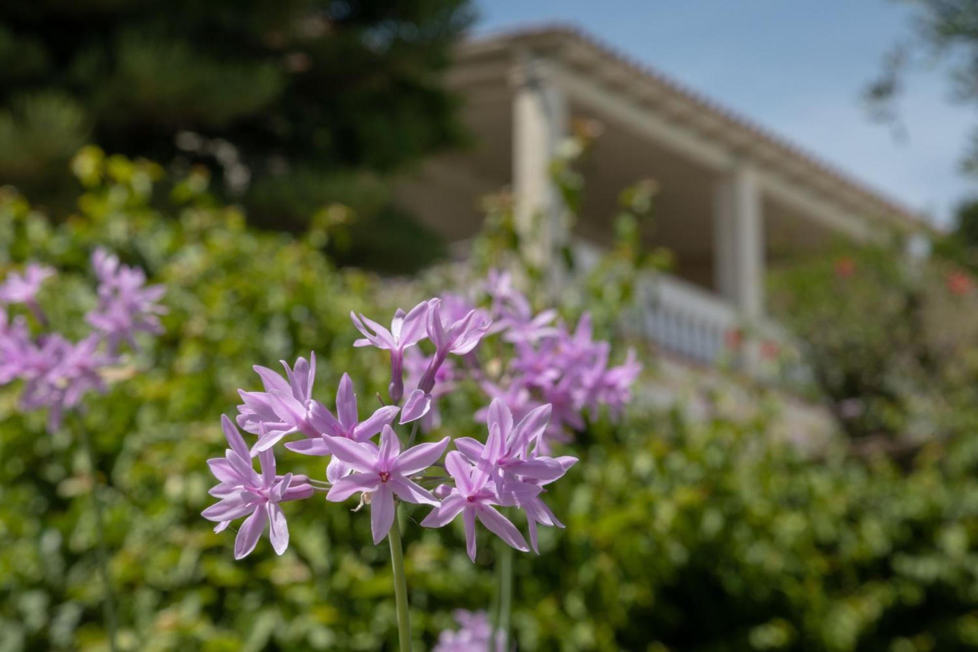 Villa Ionian Garden - Olea Benitses (Corfu)