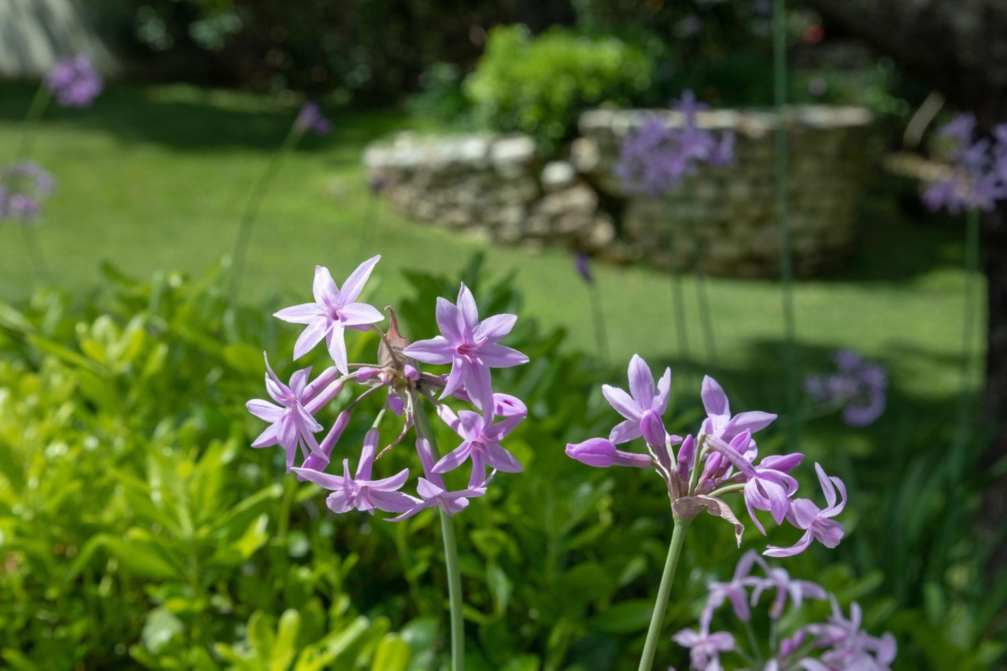 Ionian Garden - Olea Villa
