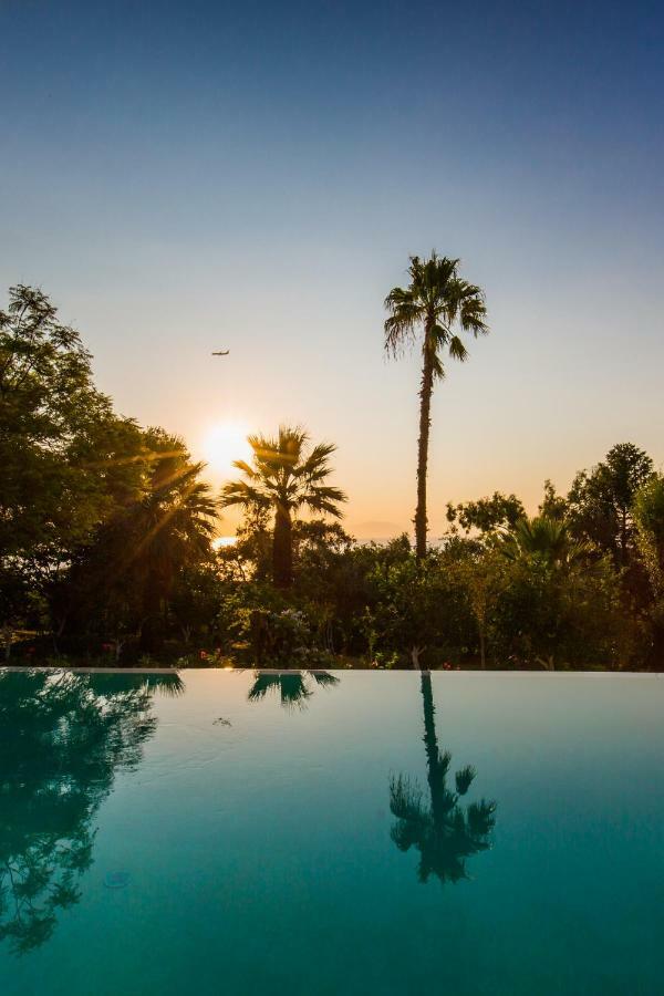 Ionian Garden - Olea *